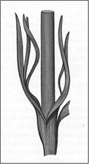 Illustration from page 63